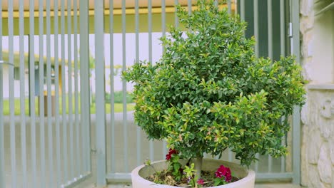 moving out from mid-range of young green syzygium leaves