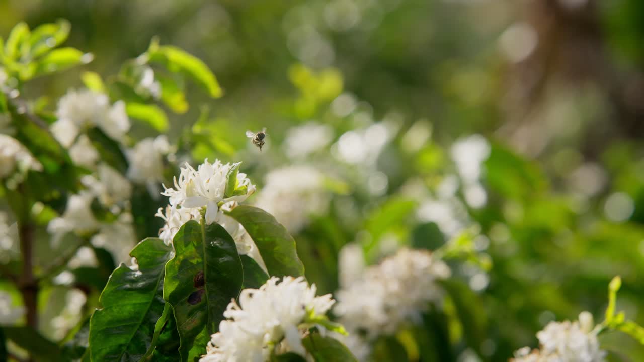 Close up view in slow motion of Bee flying around white flowers and collecting pollen nectar during daylight