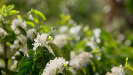 close up view in slow motion of bee flying around white flowers and collecting pollen nectar during daylight