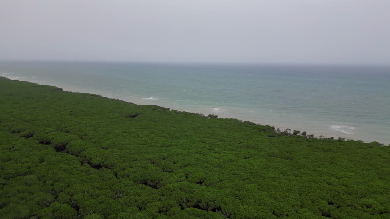 소나무 숲, 해변, 토스카니, 이탈리아