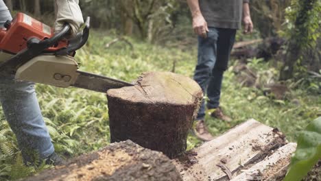 Woodcutter saws tree with chainsaw at the forest
