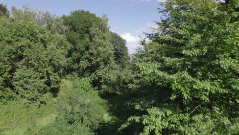 Epischer-Drohnenblick-Auf-Wald-Und-Meer-In-Atemberaubender-Landschaft,-Luftüberflug-–-Dolly-Aufnahme