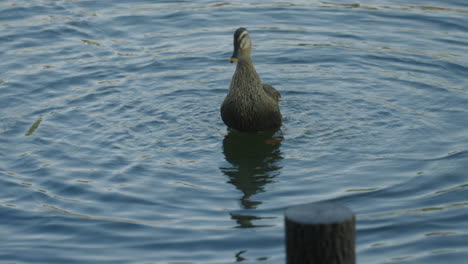 Eastern-Spot-billed-Duck-Flapping-Wings-And-Shaking-Off-The-Tail-And-Head-While-In-The-Water