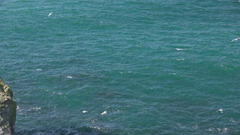 Slow-panning-shot-of-gulls-flying-around-Lunga-island-within-the-Treshnish-Isles