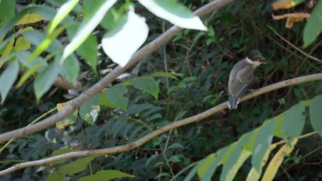 hungry azure-winged magpie bird fledgling calling mother while sitting on a tree branch