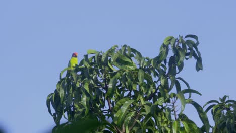 loro pequeño en la parte superior del árbol en cámara lenta
