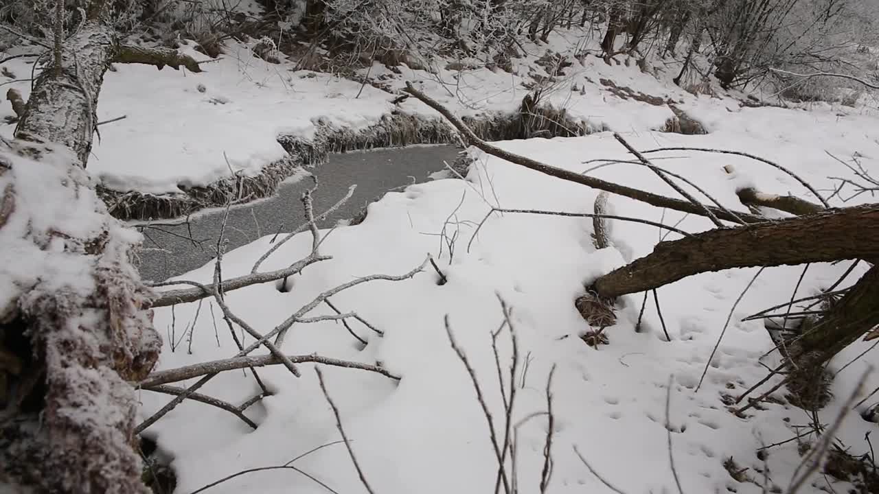 숲속의 얼어붙은 강가에서 보기