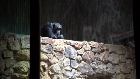 Chimpancé-Pensando-En-El-Zoológico,-Toma-Panorámica-Lenta-De-Derecha-A-Izquierda