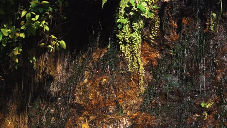 Clear-spring-small-waterfalls-dripping-from-the-inside-of-a-rocky-wall