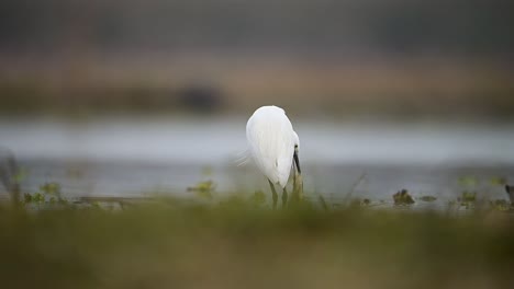 little egret with catching fish in lake side