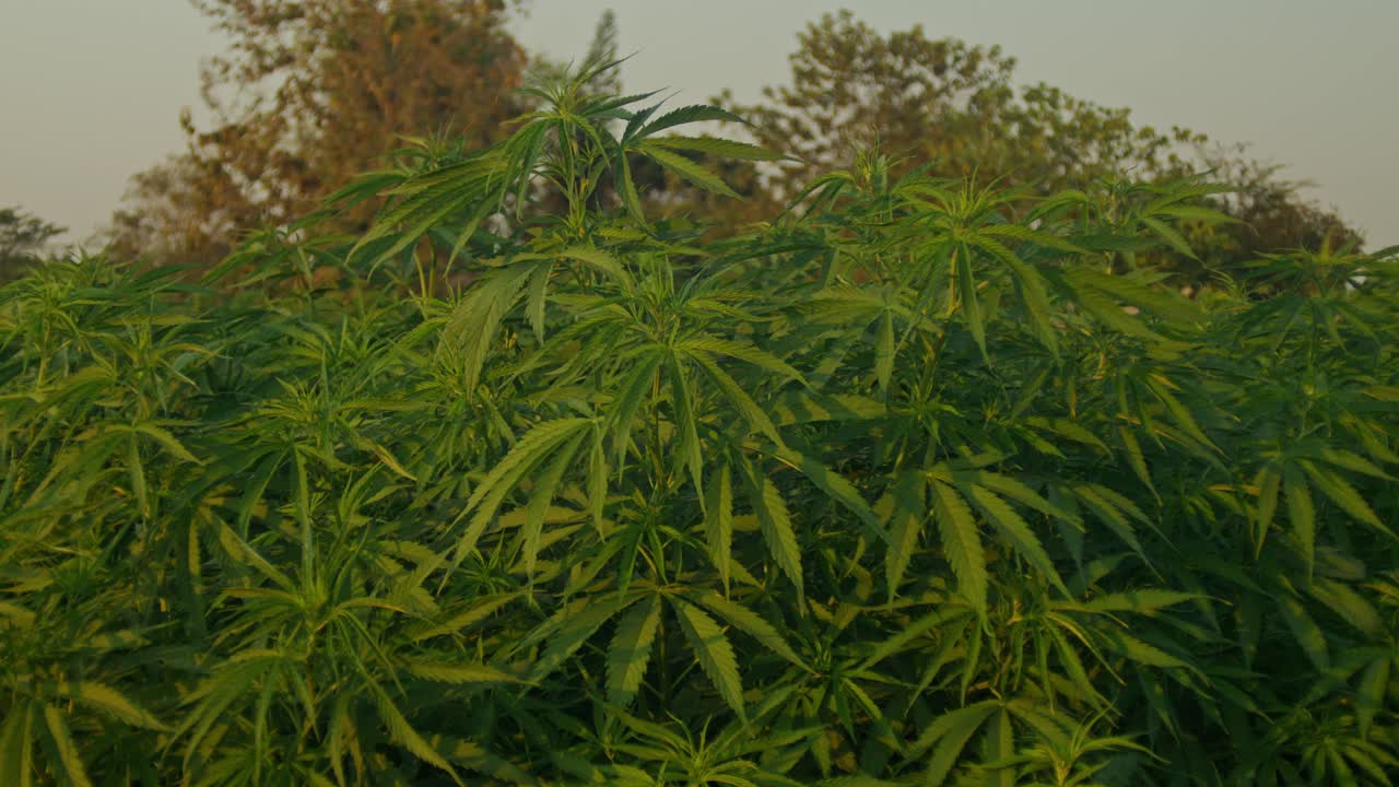 plantas de cannabis en un campo