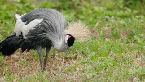 grey crowned crane in a grassy area