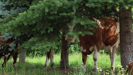 Eine-Herde-Kühe-Grast-An-Einem-Bewölkten-Sommertag-Auf-Einer-Frischen,-Grünen-Wiese