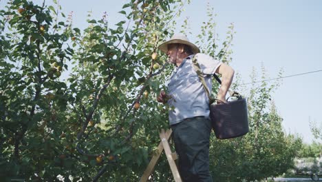 Farmer harvesting apricots in garden