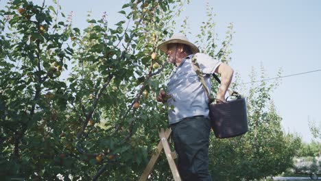 farmer harvesting apricots in garden