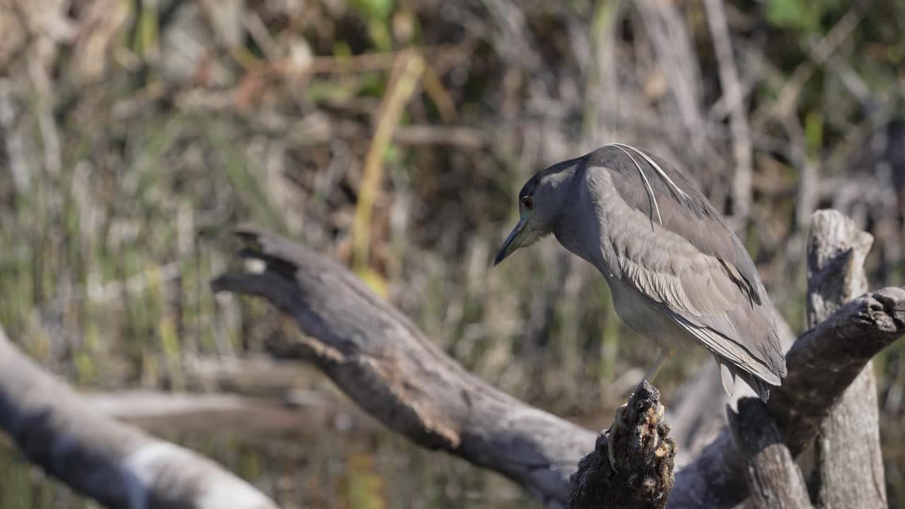 cazador de garzas nocturnas de corona negra encaramado en un tronco de madera y observando el área del río, de cerca