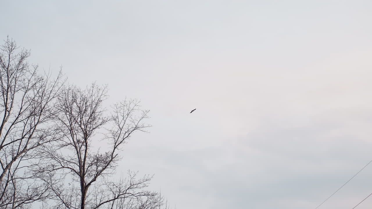 Bare branches of tall autumn trees stretch upward into pale cloudy sky as lone bird perches quietly, capturing stillness and solitude of nature in serene seasonal park environment