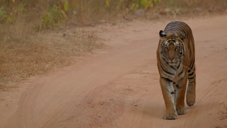 Auge-In-Auge-Mit-Dem-Wilden-Tiger-T533-In-Bandhavgar,-Indien