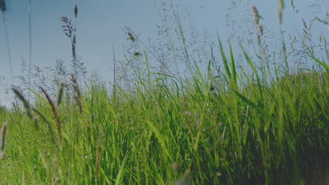 Wild-British-green-grass-meadow-blowing-in-the-wind