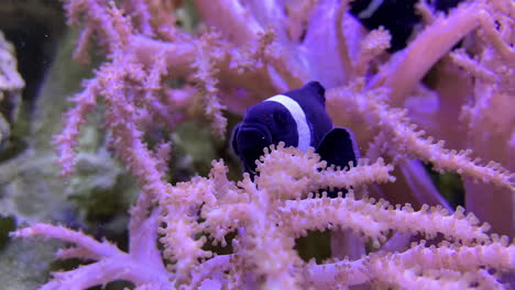 two black clown fish swim in between a sea anemone's tentacles