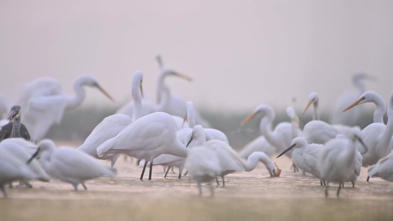 겨울에 호숫가에서 낚시하는 새 떼