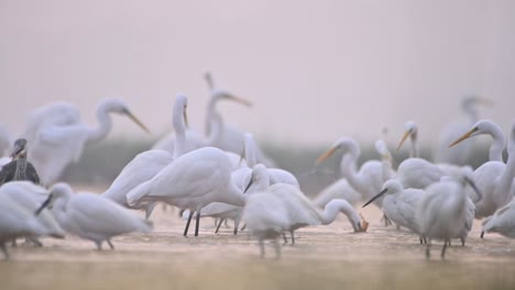 flock of birds fishing in lake side in winter