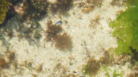 Pan-of-different-types-os-seaweed-in-Galician-coast-with-white-sand-ground