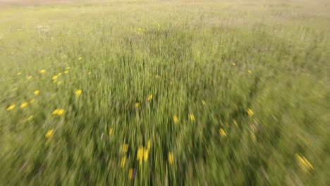 Vuelo-De-Drones-Sobre-Un-Campo-De-Trigo-En-Francia.