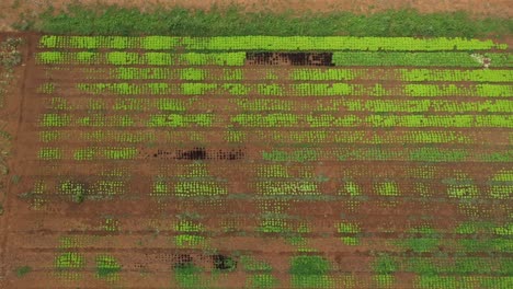 agricultura em terras áridas e secas do brasil superadas pela irrigação por gravidade