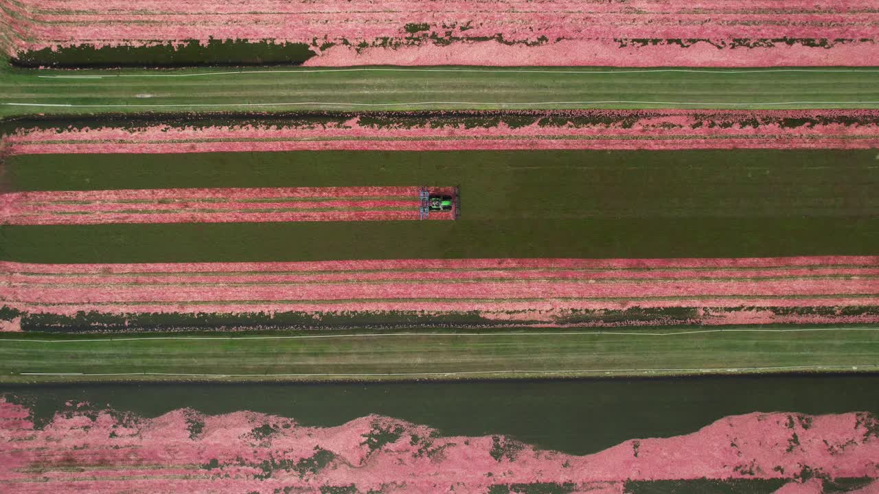 A harrow tractor slowly works its way through a cranberry bog gently knocking cranberries off their vine allowing their buoyancy to float them to the water's surface