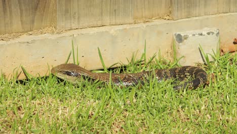 Blue-Tongue-Lizard-Falls-Asleep-By-Fence-In-Garden