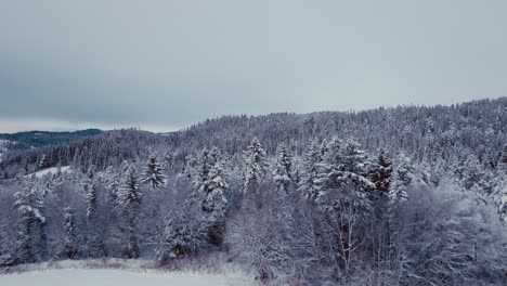 dramatic sky over snow-covered trees on wintry landscape in norway