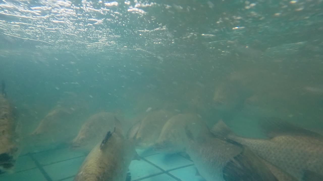해바라기는 은 수족관에서 헤엄치고 있으며, 역동적인 카메라 각도와 자연 조명으로 촬영되어 그들의 움직임과 수생 환경을 강조합니다.