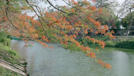 Imagen-Fija-De-Un-árbol-De-Llamas-En-Flor-Delonix-Regia-Que-Crece-Junto-A-Un-Arroyo-En-Medio-De-Un-Parque-En-Bangkok,-Tailandia