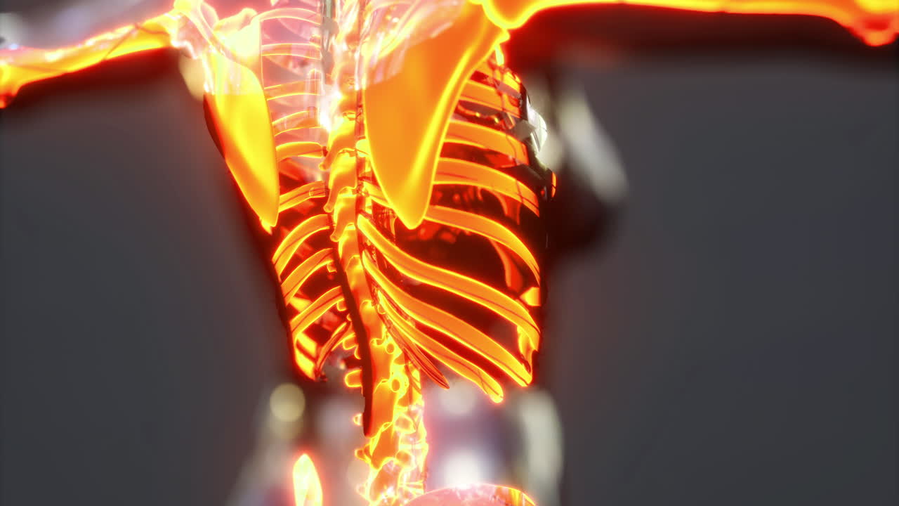 Detailed diagram of human skeletal anatomy showcasing ribcage and spine