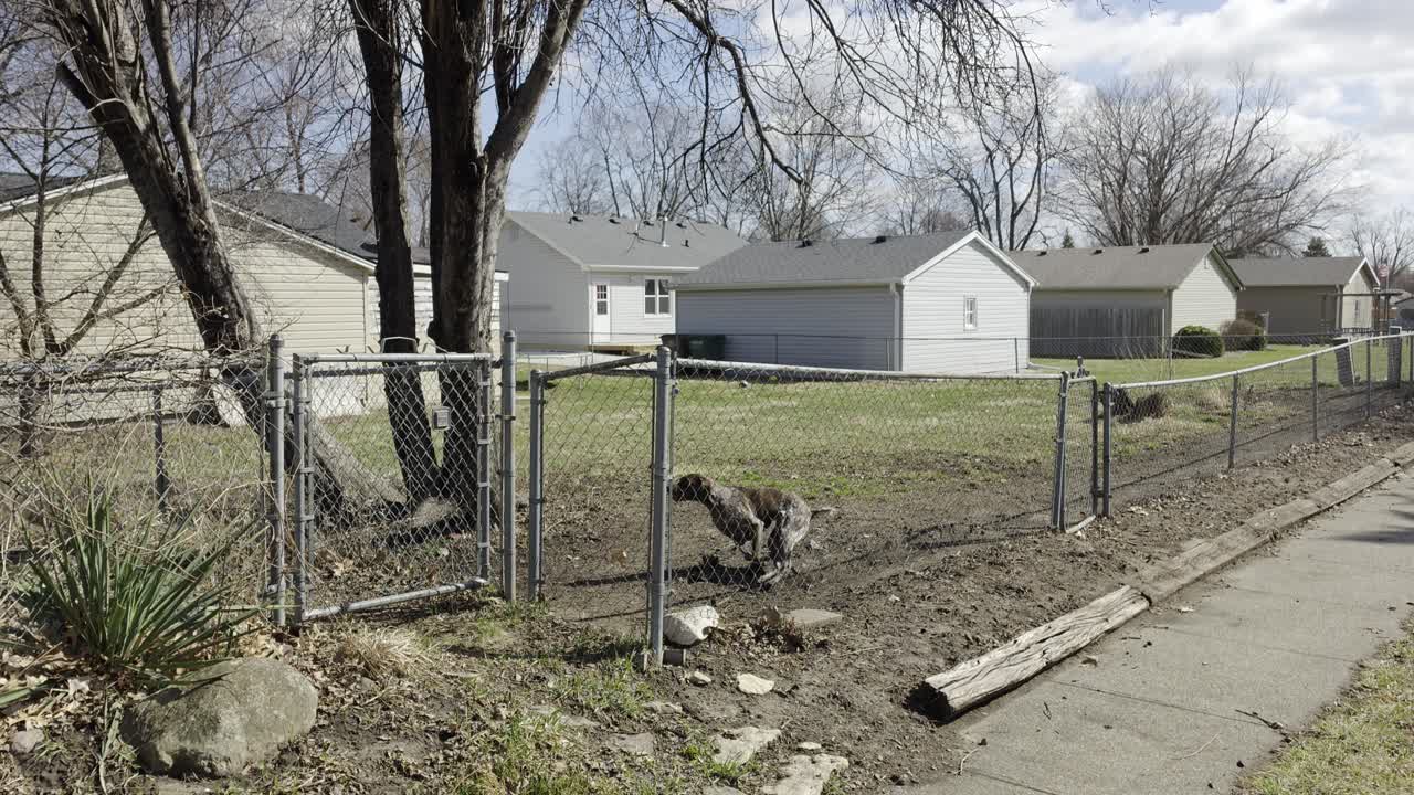 Un Pointer inglese galoppa in un lussureggiante e verde cortile di Altoona, Iowa. La sua corporatura atletica e il manto maculato risplendono sotto il sole splendente in un tranquillo contesto suburbano del Midwest.