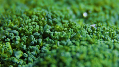 close up green fresh broccoli vegetables rotating