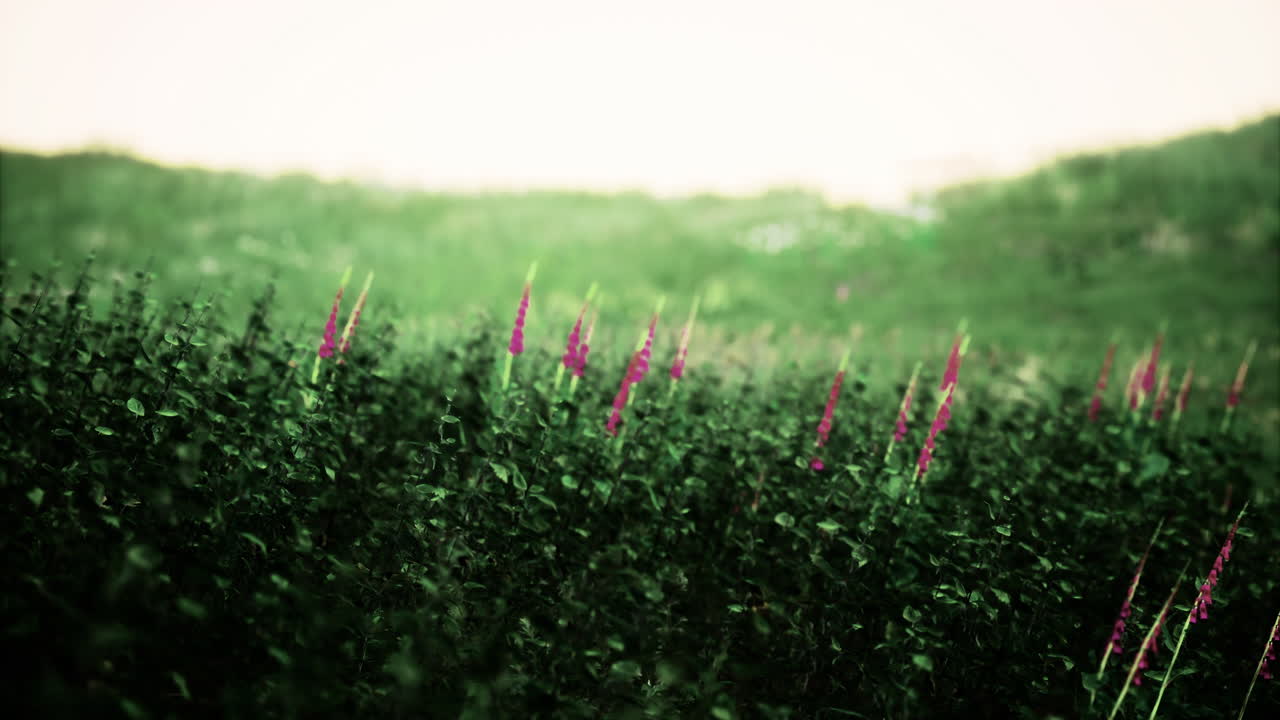 flores silvestres coloridas florecen en una ladera verde en un paisaje tranquilo