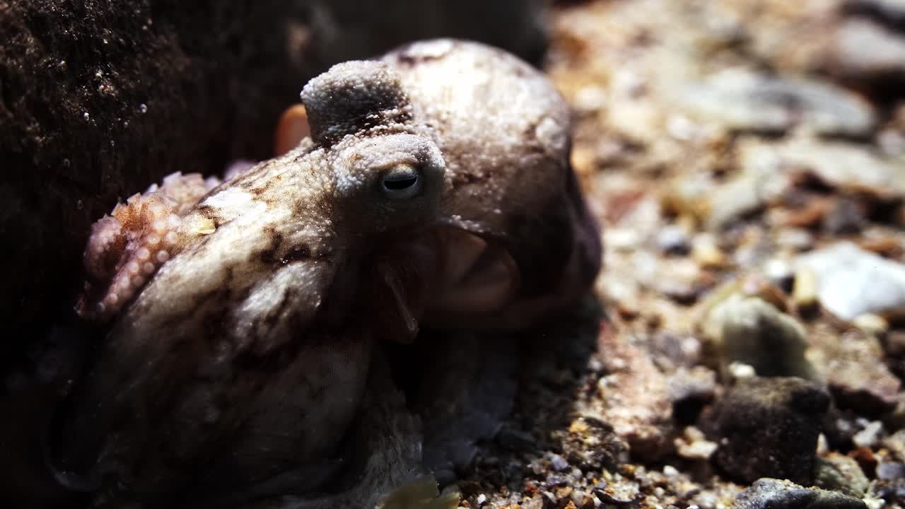 pulpo sur australia ataque cámara extraño comportamiento 4k cámara lenta