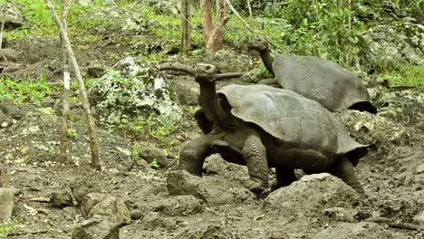 two endemic galapagos giant tortoises in the forest at el chato tortoise reserve on santa cruz island