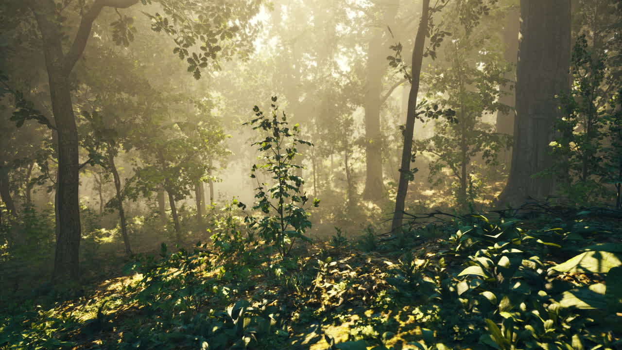 Sunlight filters through trees in a serene forest setting during morning hours