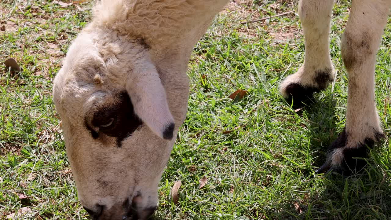 Sheep eating grass in bright daylight, rural pasture, steady camera, natural outdoor agricultural environment