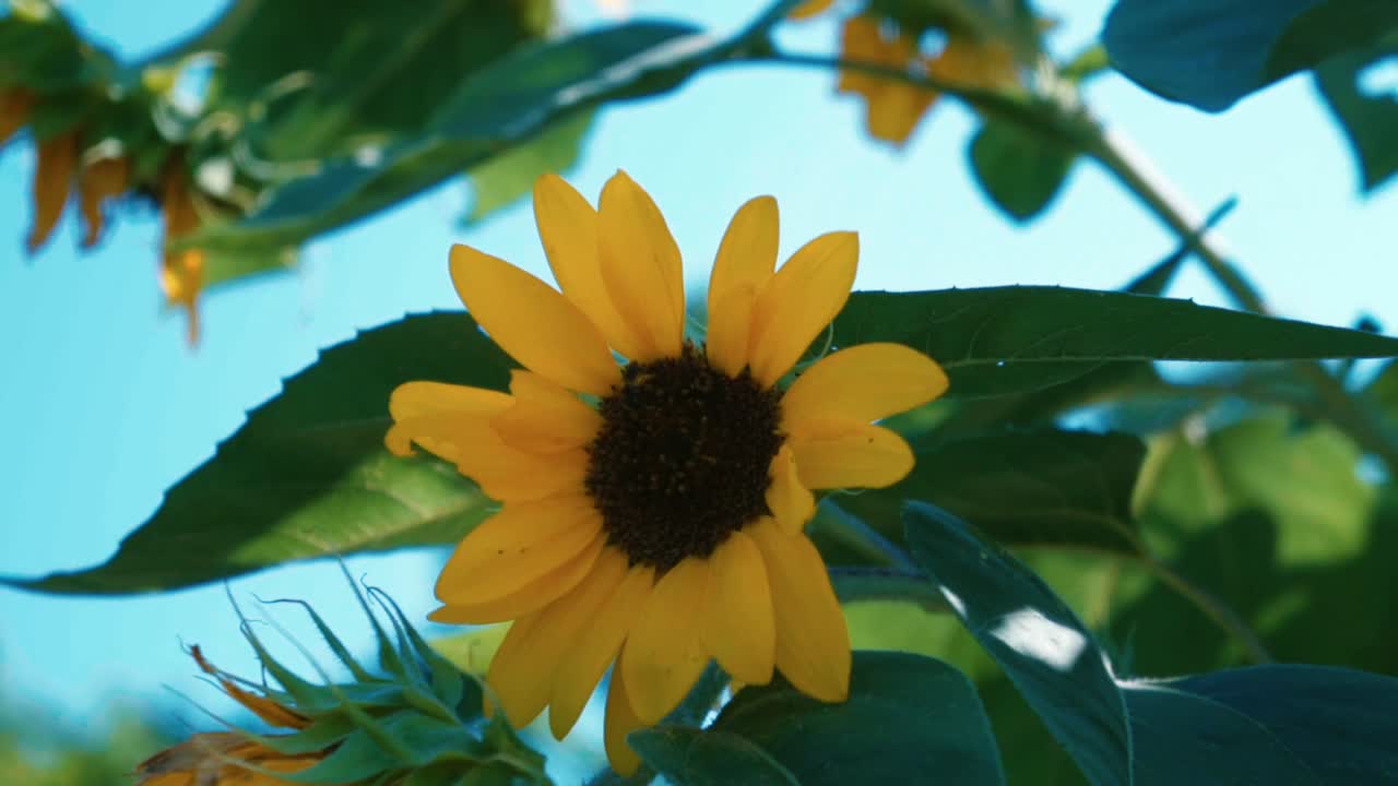 Sunflowers and bees in shot