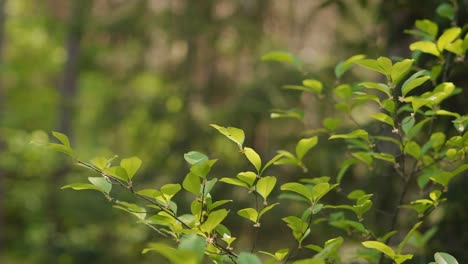leaves on the branches of a tree in the forest