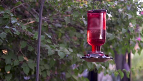 un colibrí hembra se acerca al comedero rojo y luego se balancea detrás de él