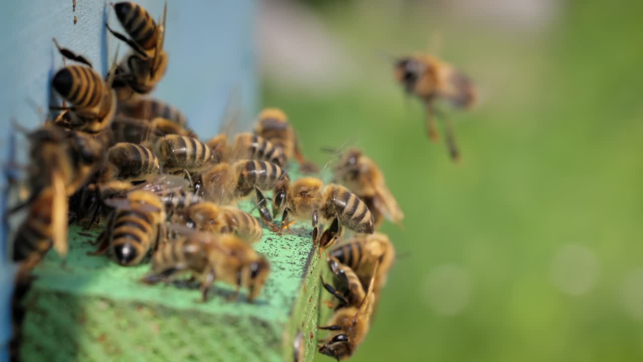 Honey bees fly near a beehive. Bees are best known to humans for their ecological roles as pollinators. Honey bees flying into wooden beehives