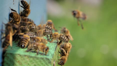 honey bees fly near a beehive. bees are best known to humans for their ecological roles as pollinators. honey bees flying into wooden beehives