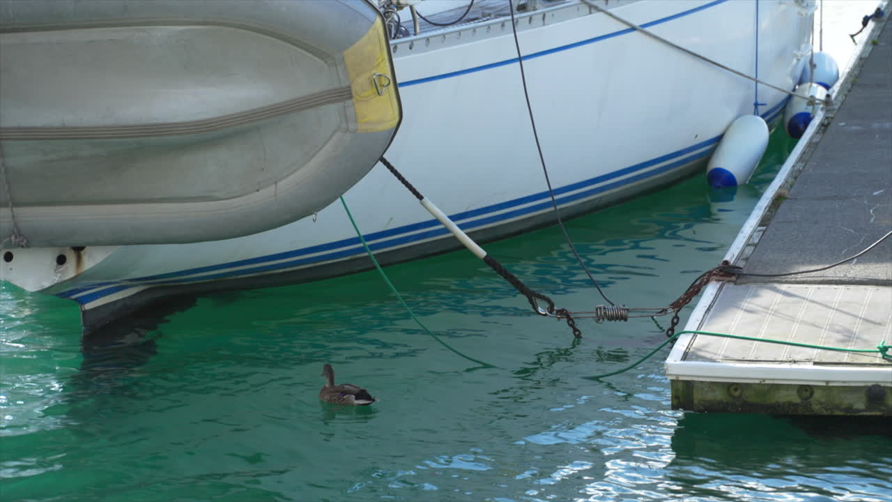 뉴질랜드 웰링턴 마리나 에서 떠다니는 오리