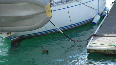 a duck floating in wellington marina, new zealand