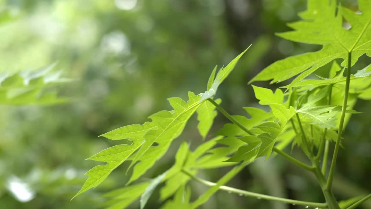 hojas de papaya húmedas soplando en el viento, sacudiendo de cerca, después de la lluvia